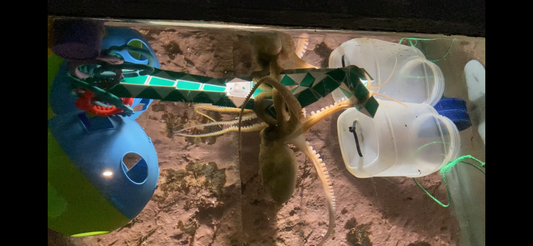 The Amazing Octopus Interacting with it's Toys