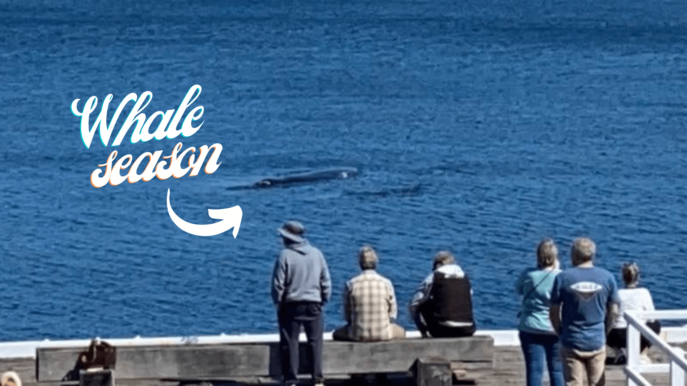People watching whales from a dock with 'Whale season' text overlay.