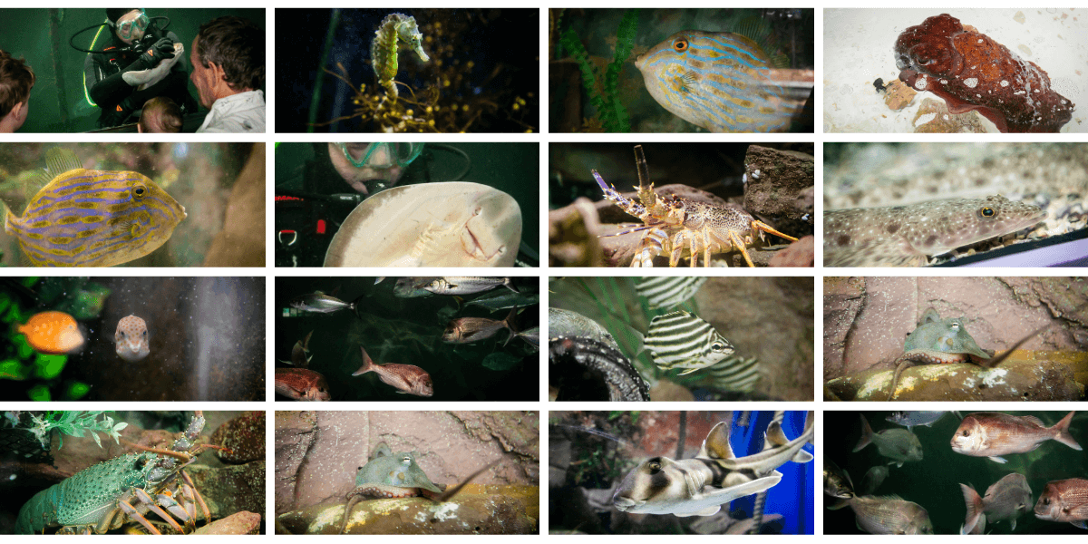Collage of various underwater scenes with marine life.