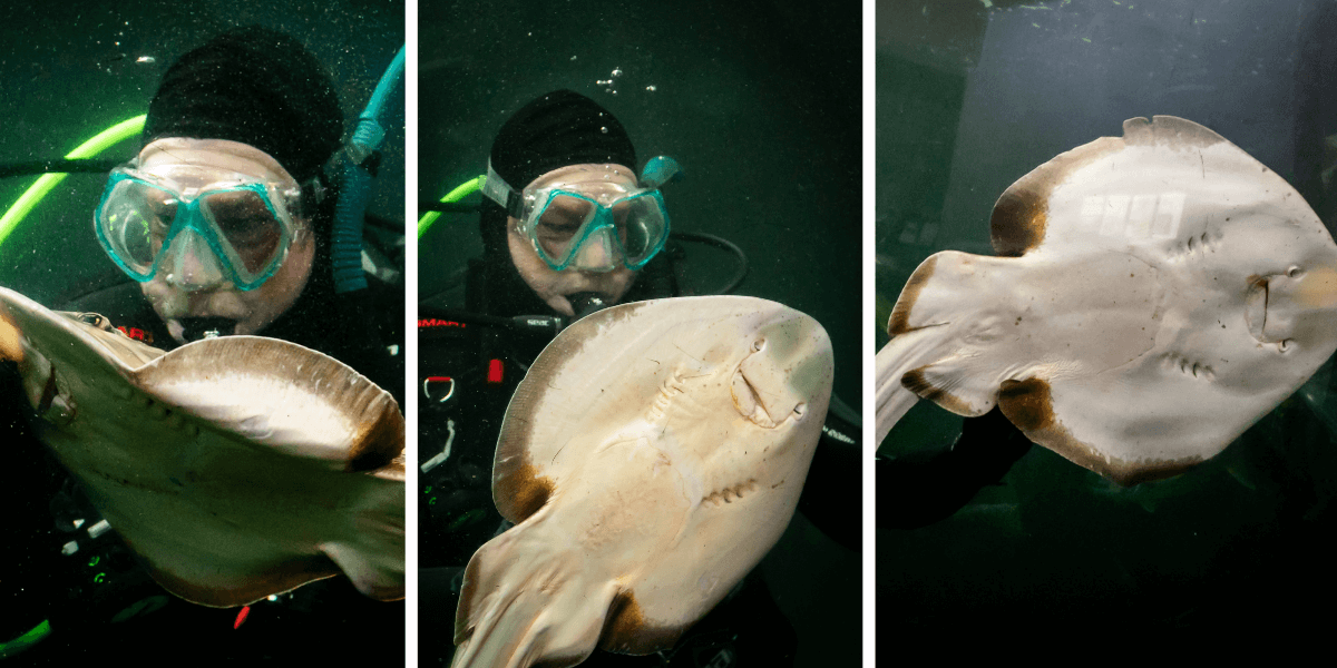 Three-panel image showing a diver with a stingray underwater.