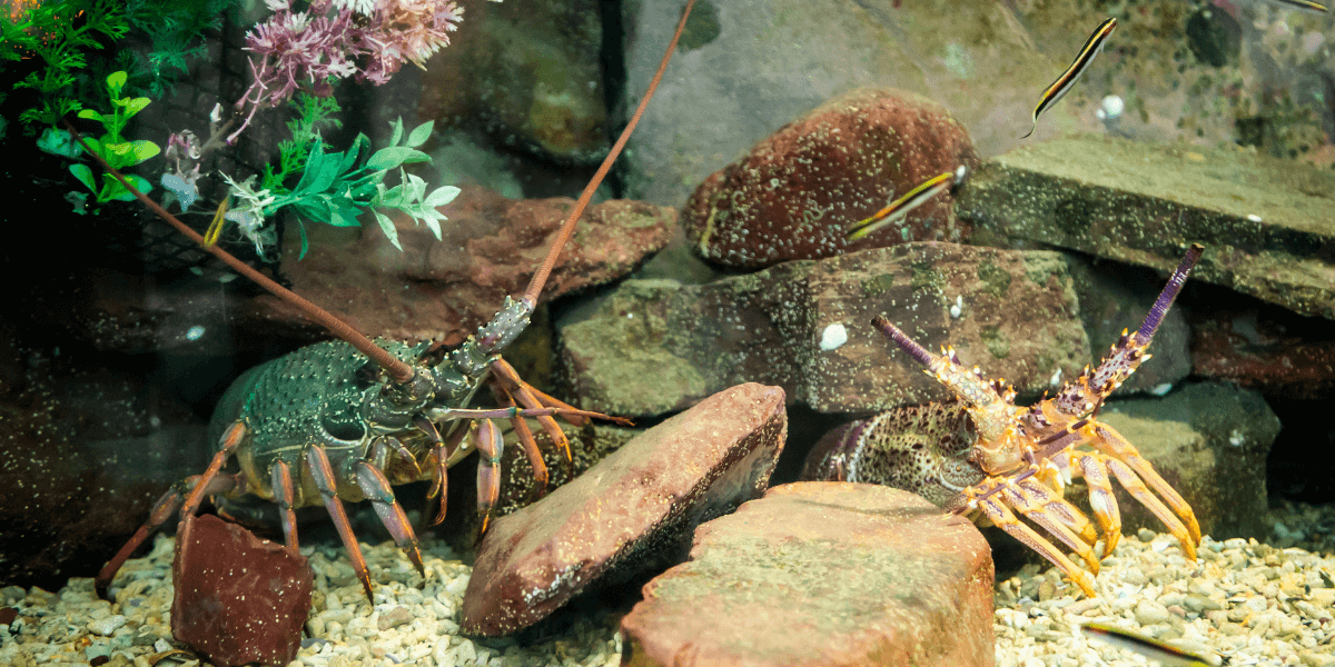 Two lobsters in an aquarium setting with rocks and plants.