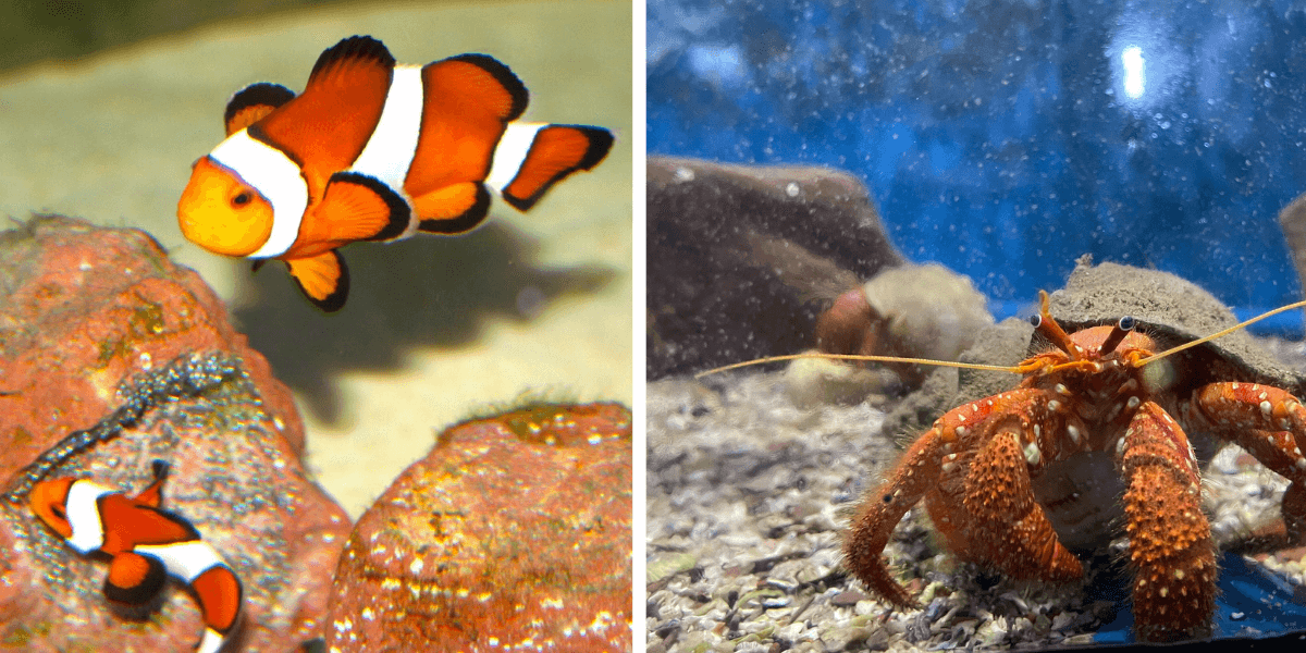 Two images side by side: a clownfish and a hermit crab underwater.