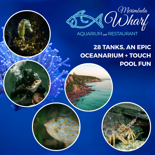 Advertisement for Merimbula Wharf Aquarium and Restaurant with images of marine life and coastal scenery on a blue background.